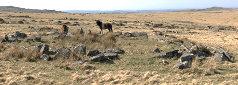 Dartmoor Hill Ponies at Bronze Age Settlement Image