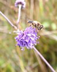 Succisa pratensis - the diet of Marsh Fritillary larvae Succisa pratensis - the diet of Marsh Fritillary larvae