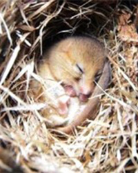 Dormouse Dormouse