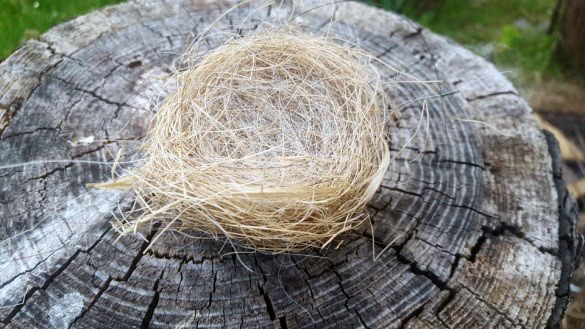 Birds also use mane and tail hair to build durable nests for young.