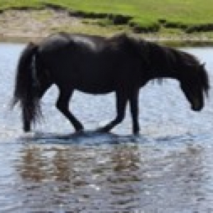 Dartmoor - Health and Wellbeing
