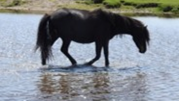 Dartmoor - Health and Wellbeing