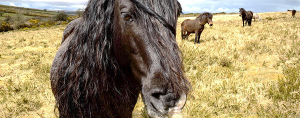 Join the Dartmoor Warriers