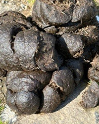 Food for many bugs beetles and insects which are the food source for birds. Food for many bugs beetles and insects which are the food source for birds.