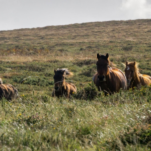 The Dartmoor Hill Ponies are:-