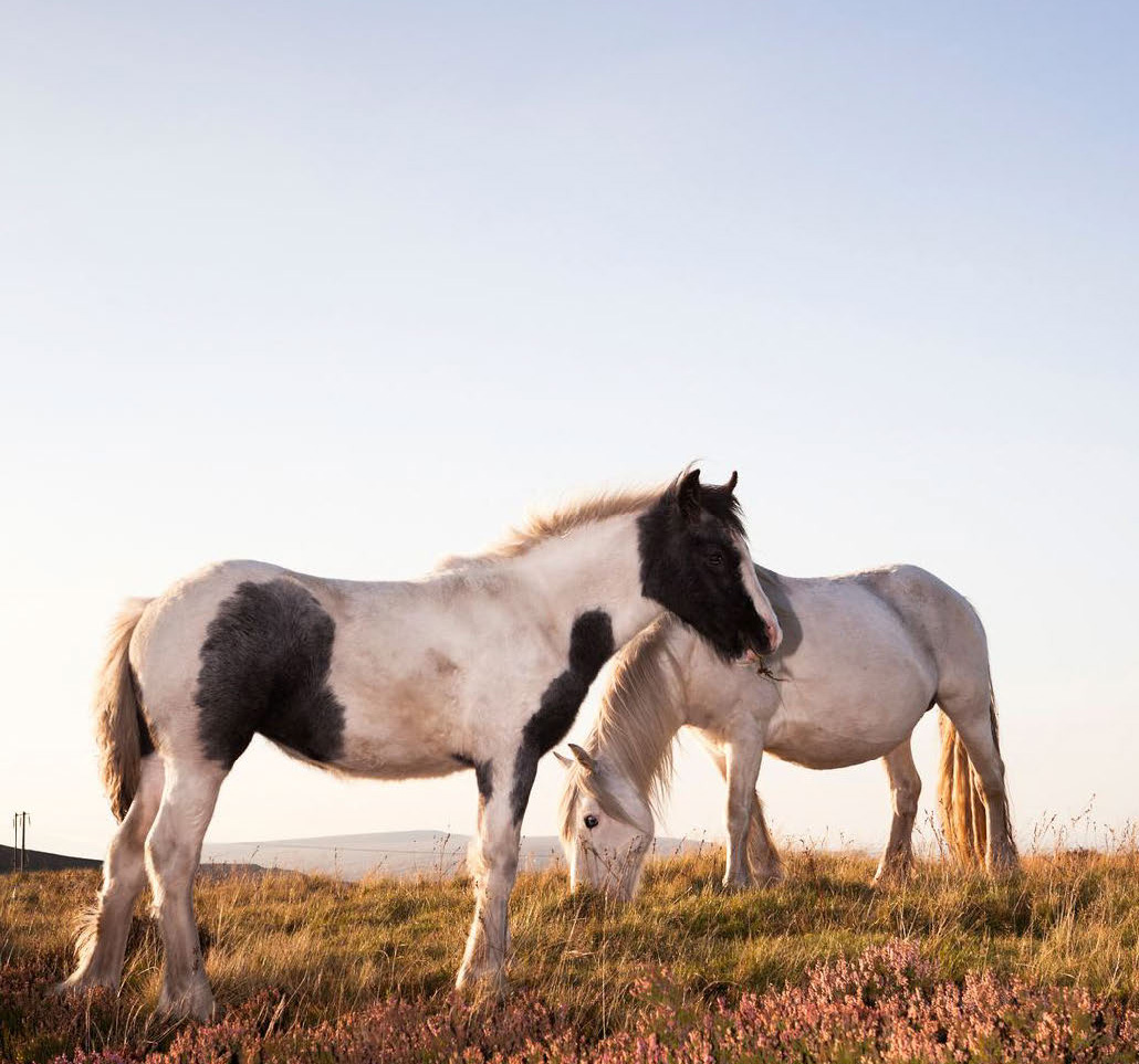 Buying a Dartmoor Hill Pony