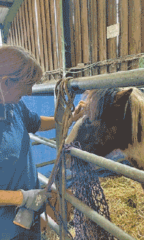 handling and training darmoor hill ponies