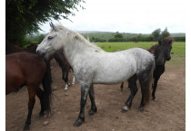 Ponies for Homing
